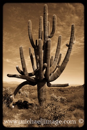 "majestic saguaro"
toms thumb trailhead